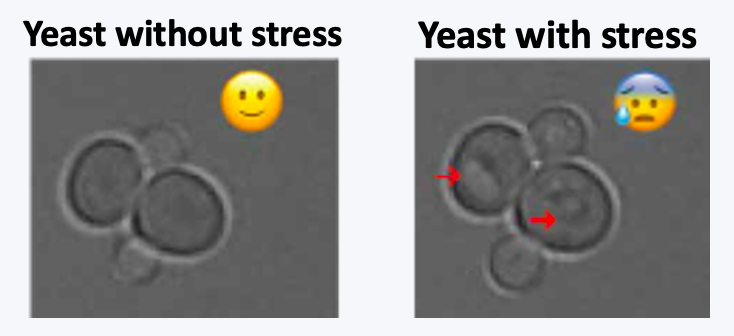 Yeast with and without stress