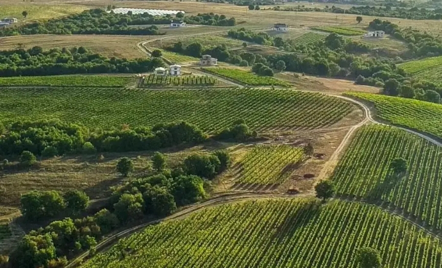 Ege´de zmclk ve arapln kltrel ve ekonomik nemi