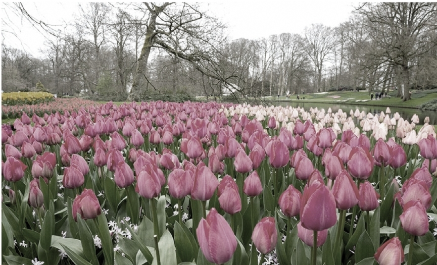 Ocak bat�ran fettan �i�ek LALE