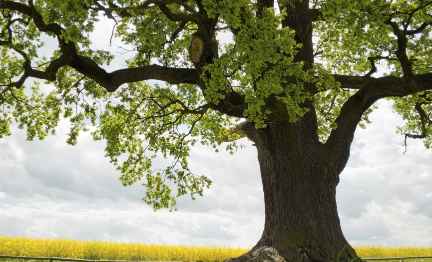 A�a�lar�n Bayram� Tu Bi�vat